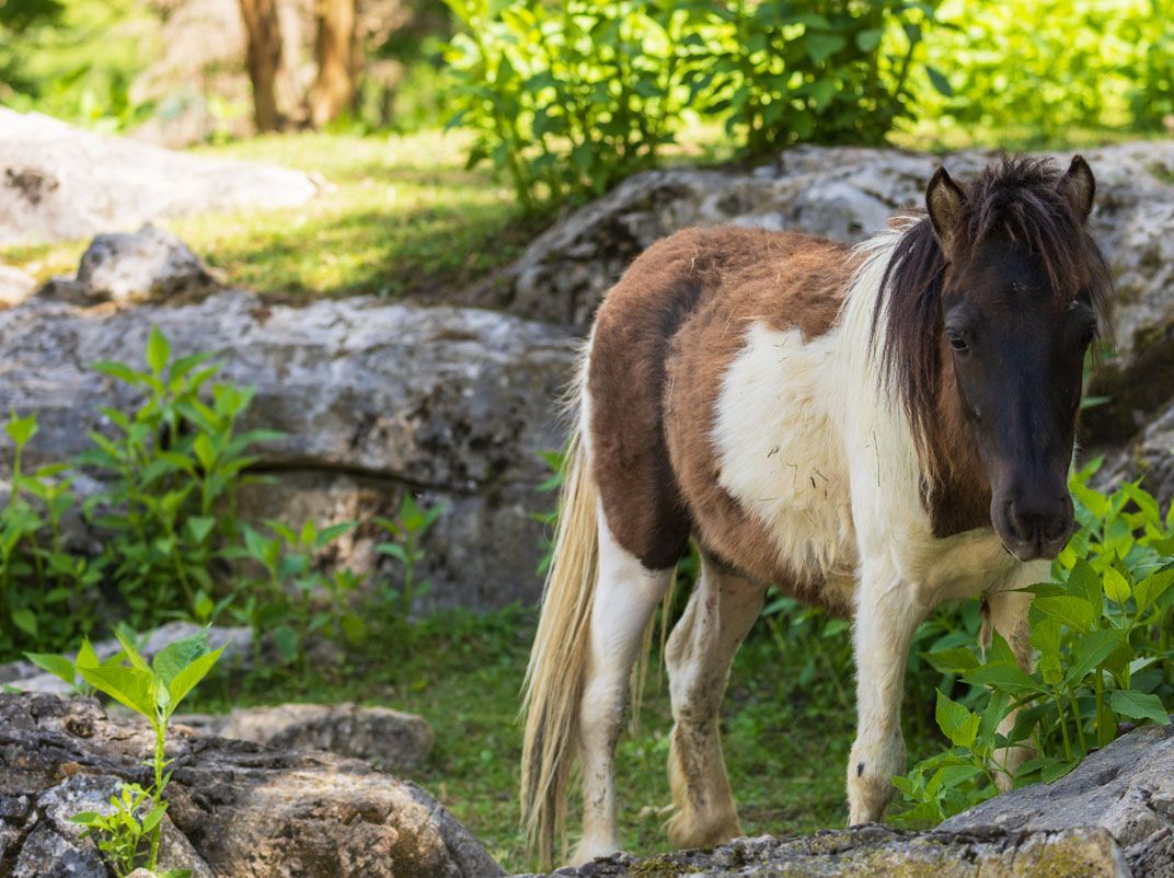 Mobile Petting Zoo